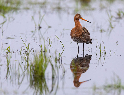  Uferschnepfe (Limosa limosa)