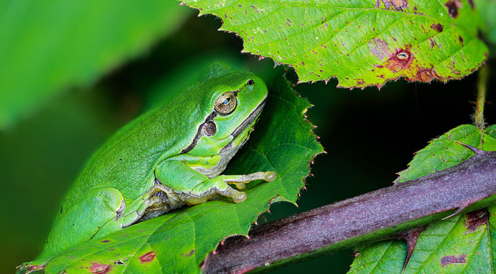 Europäische Laubfrosch (Hyla arborea) 