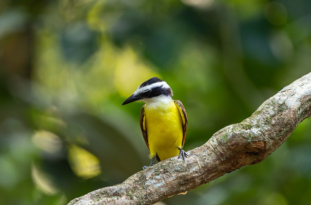 Schwefelmaskentyrann (Pitangus sulphuratus)