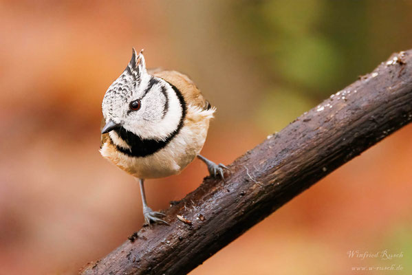 Haubenmeise (Lophophanes cristatus)