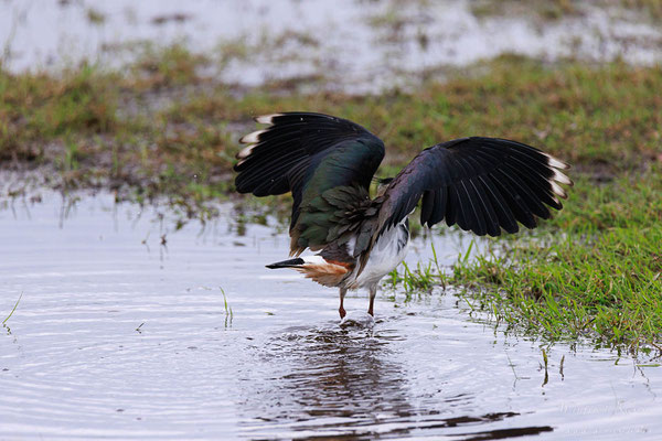 Kiebitz (Vanellus vanellus)