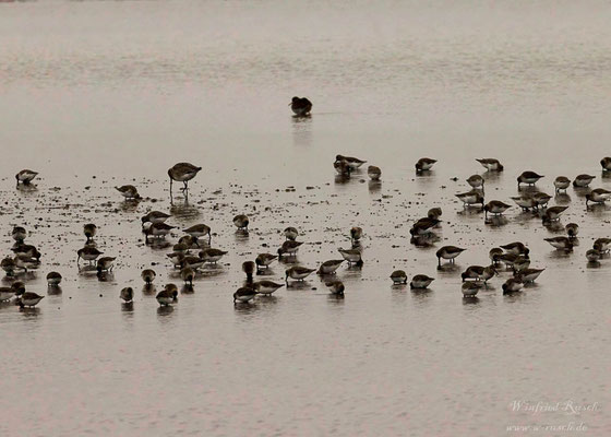 Alpenstrandläufer (Calidris alpina)