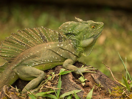 Stirnlappenbasilisk (Basiliscus plumifrons)