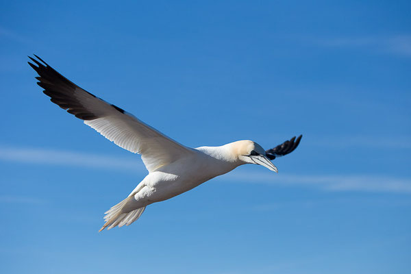 Basstölpel (Morus bassanus) auf Helgoland