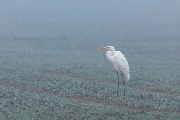 Silberreiher (Ardea alba)