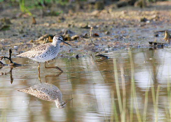 Bruchwasserläufer (Tringa glareola)