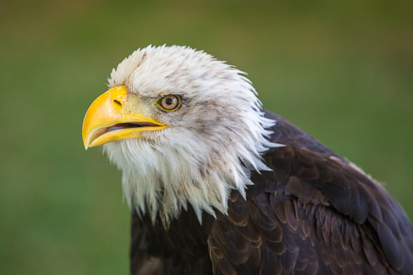 Weißkopfseeadler (Haliaeetus leucocephalus) 