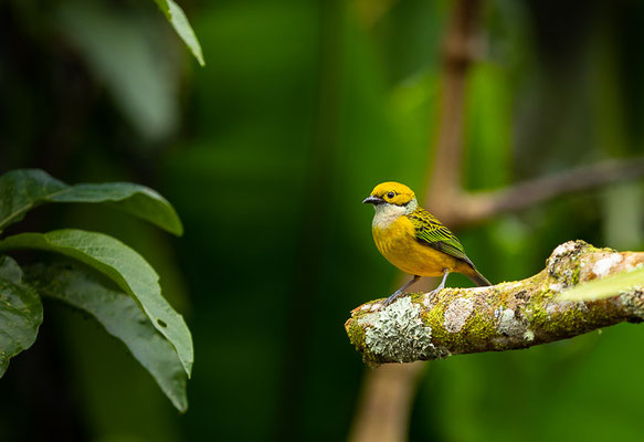 Silberkehltangare (Tangara icterocephala) 