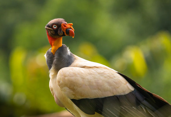 Königsgeier (Sarcoramphus papa)