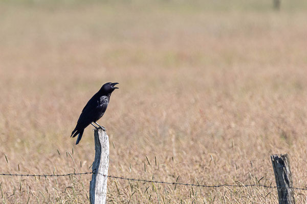 Rabenkrähe (Corvus corone) 