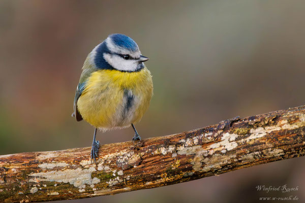 Blaumeise (Parus caeruleus)