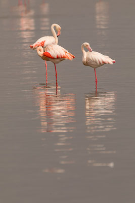 Rosaflamingo (Phoenicopterus roseus) 