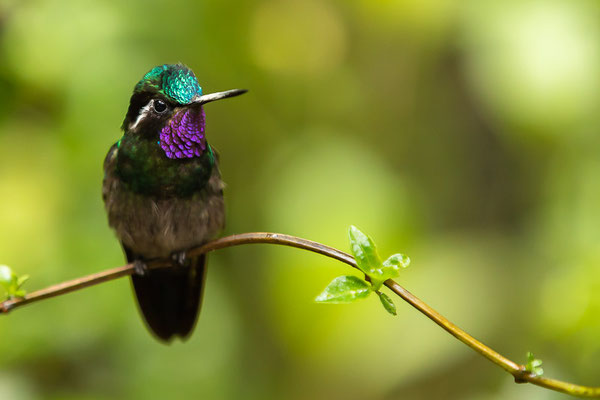 Purpurkehlnymphe (Lampornis calolaemus) - Männchen