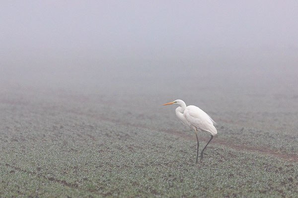 Silberreiher (Ardea alba)