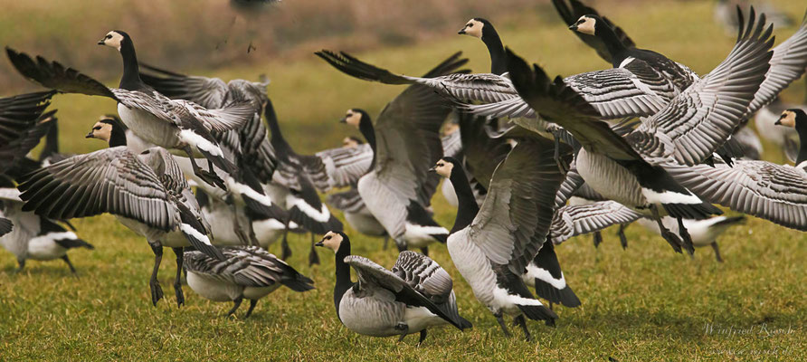  Weißwangengans (Branta leucopsis)