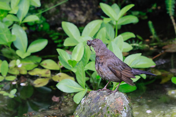 Amsel (Turdus merula)