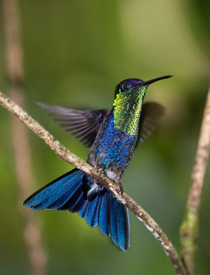 Violettkronennymphe (Thalurania colombica)  - Männchen