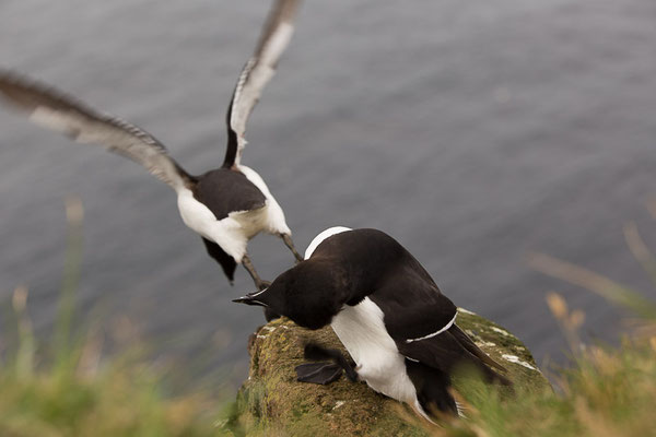 Tordalk (Alca torda)