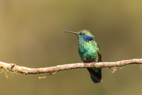 Berg-Veilchenohrkolibri (Colibri cyanotus)