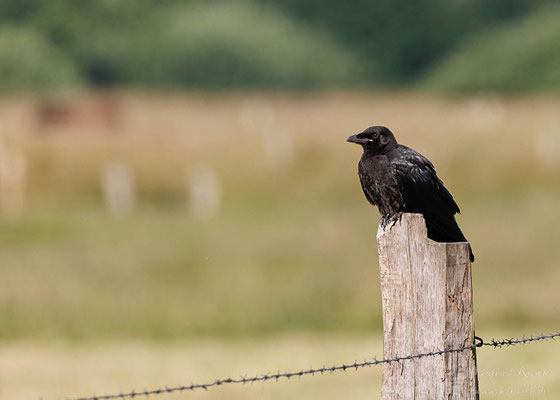 Rabenkrähe (Corvus corone) 