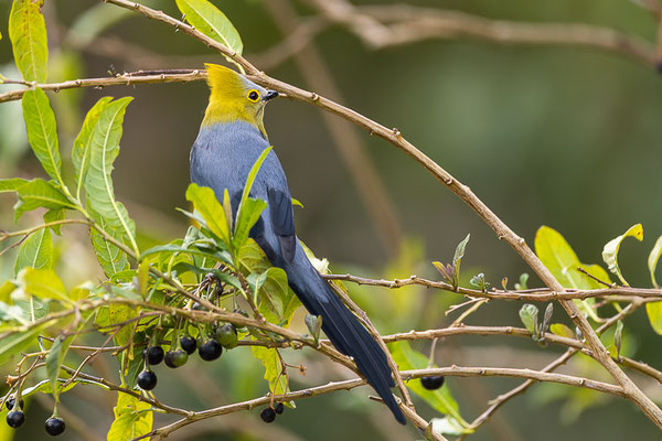 Langschwanz-Seidenschnäpper (Ptilogonys caudatus)