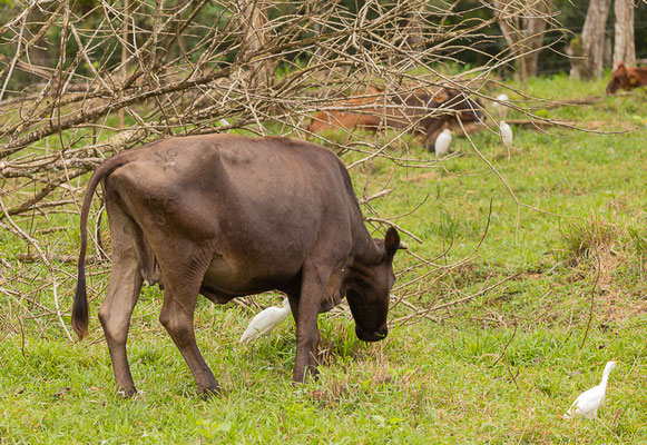 Kuhreiher (Bubulcus ibis)