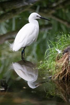 Seidenreiher (Egretta garzetta)