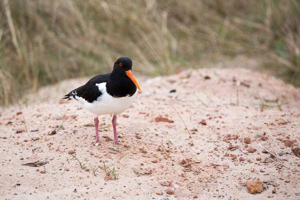 Austernfischer (Haematopus ostralegus)  