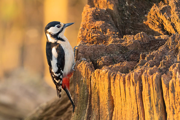 Buntspecht (Dendrocopos major)