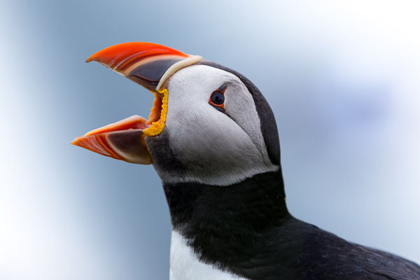 Papageitaucher (Fratercula arctica)