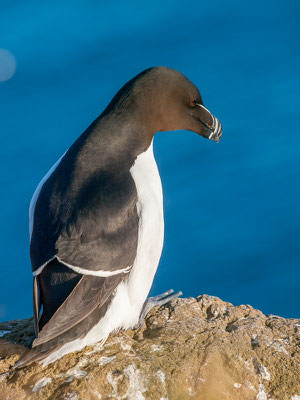 Tordalk (Alca torda)