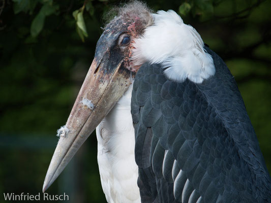 Marabu (Leptoptilos crumeniferus)