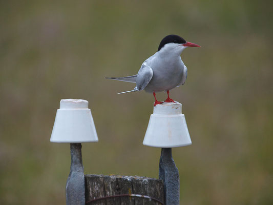 Küstenseeschwalbe (Sterna paradisaea) 