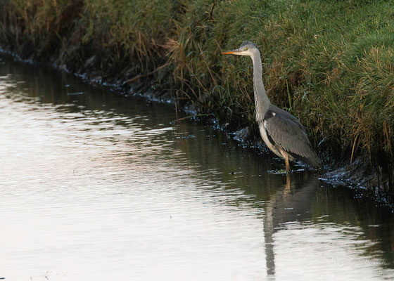 Graureiher (Ardea cinerea