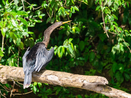 Amerikanischer Schlangenhalsvogel (Anhinga anhinga)