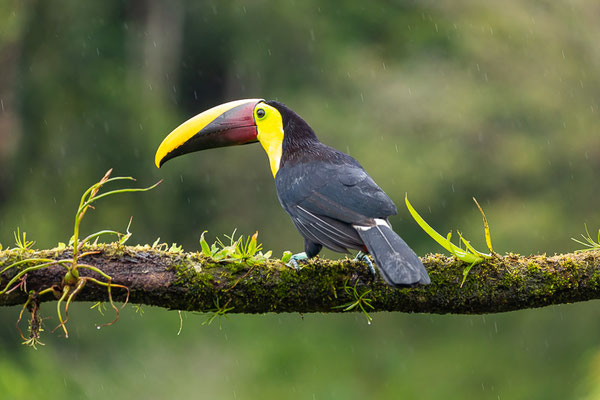 Braunrückentukan (Ramphastos ambiguus)