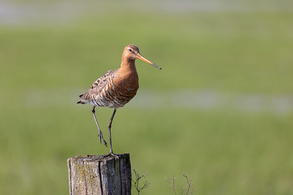  Uferschnepfe (Limosa limosa)