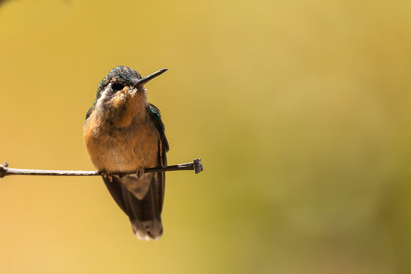 Weißkehlnymphe (Lampornis castaneoventris) - Weibchen