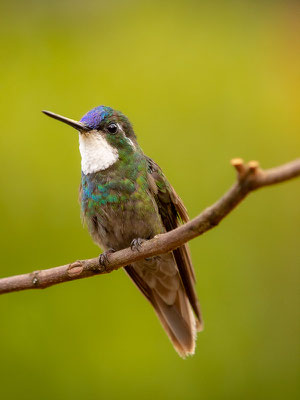 Weißkehlnymphe (Lampornis castaneoventris) - Männchen