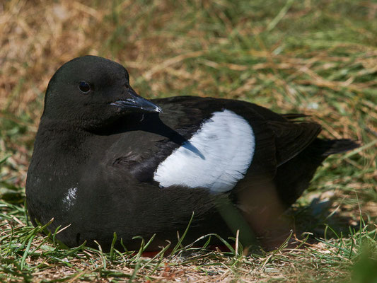 Gryllteiste (Cepphus grylle)