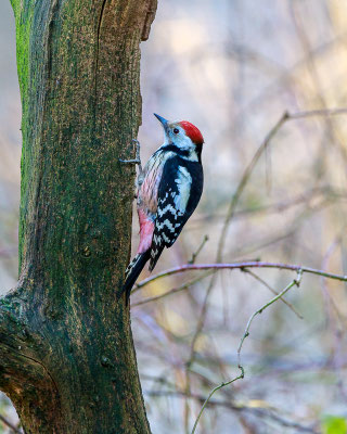 Mittelspecht (Leiopicus medius) 
