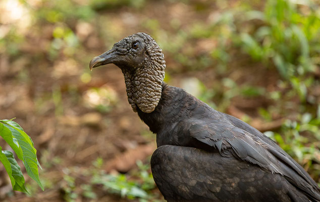 Rabengeier (Coragyps atratus)