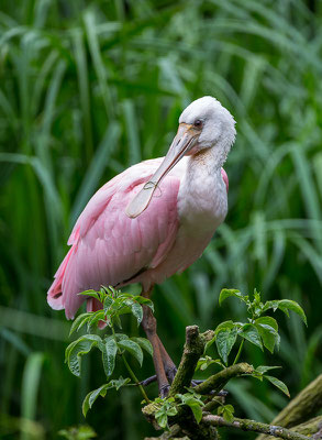 Rosalöffler (Platalea ajaja)