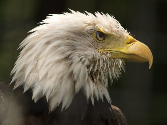 Weißkopfseeadler (Haliaeetus leucocephalus) 