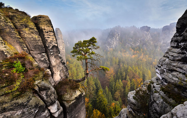 Herbstmorgen an der Pölkingkiefer im Basteigebiet.