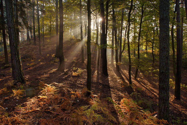 Die letzten Nebelschwaden liegen an diesem Morgen in der Luft als ich in einem Wald bei Papstdorf unterwegs bin. Wunderschön brechen sich die Sonnenstrahlen im Dunst. 