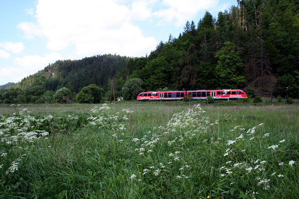 Das Sebnitztal ist auch bekannt für seinen Artenreichen und teilweise sehr seltenen Pflanzenbewuchs, so wie hier die Wildwiesen bei Goßdorf-Kohlmühle, Mai 2008, Foto: Jörg Feudel