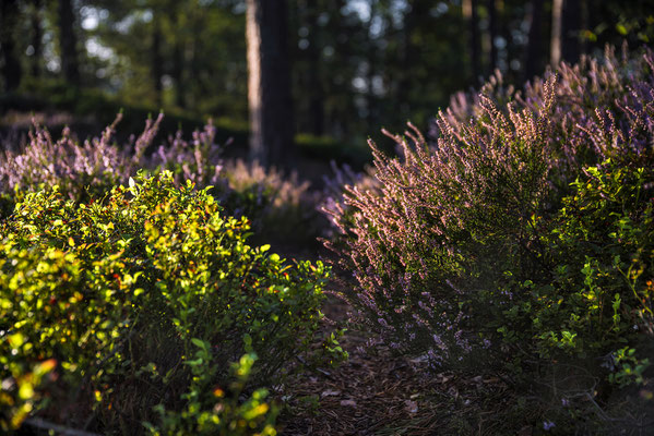 Heideblüte im Polenztal. 