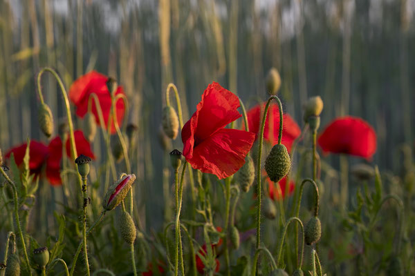 Mohnblüte bei Waitzdorf. 