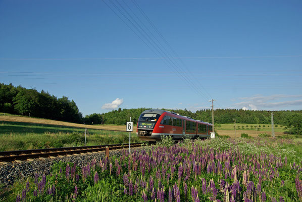 Blütenpracht bei Krumhermsdorf, Juni 2009